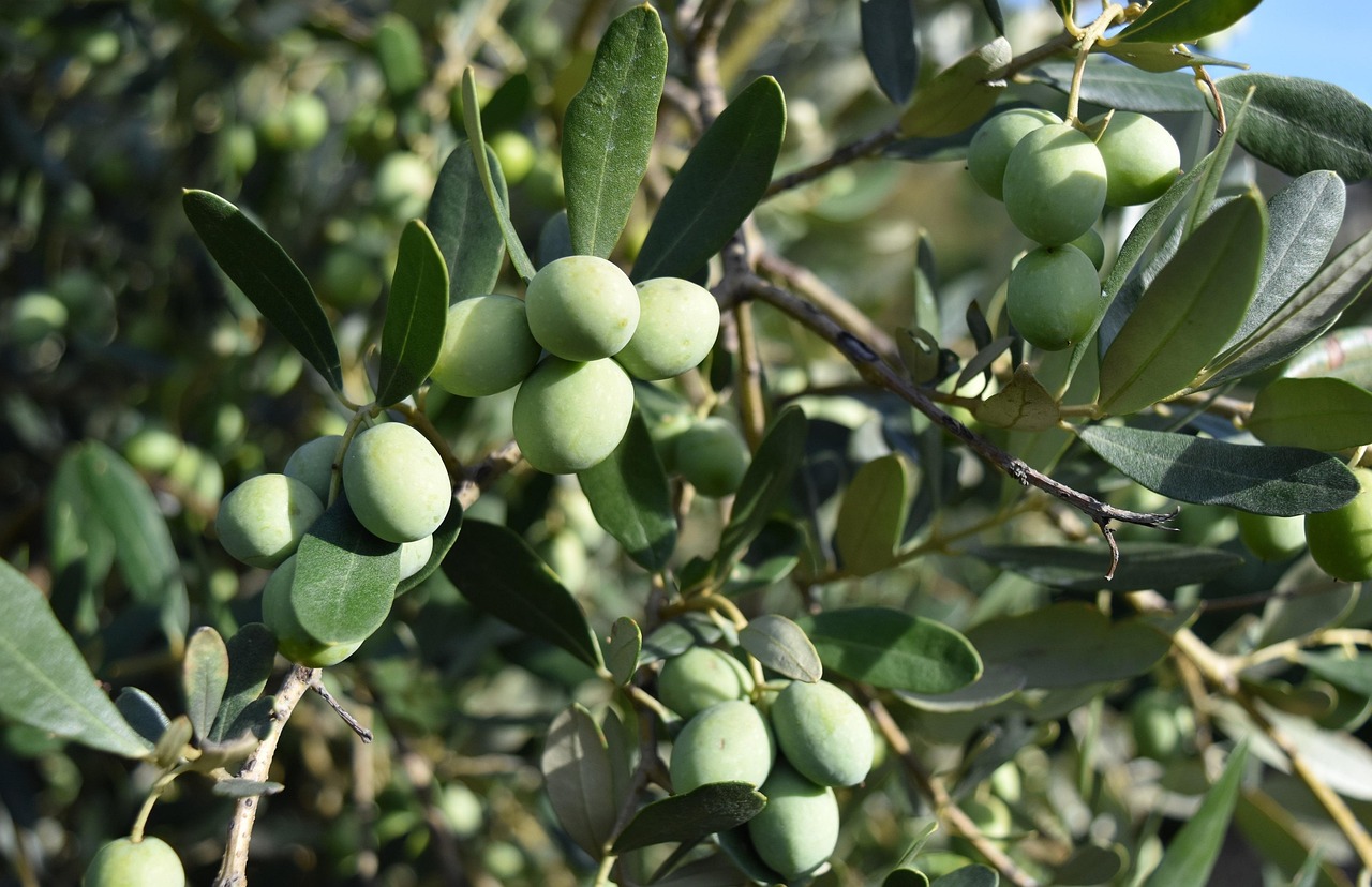 olives, olive trees, mediterranean, food, olive grove, oil, olivo, olive, plantation, green, olives, olives, olives, olives, olives, olive trees, olive trees, olive trees, olivo, olivo, olivo, olivo, olivo, olive, olive, olive